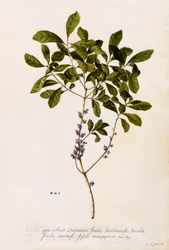 Alloro o mirto, c.1746